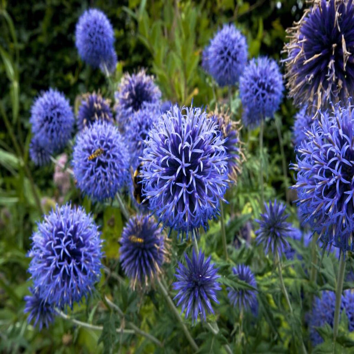 Echinops Flower Seeds for Planting Premium Quality, Heirloom & Non-GMO Seeds