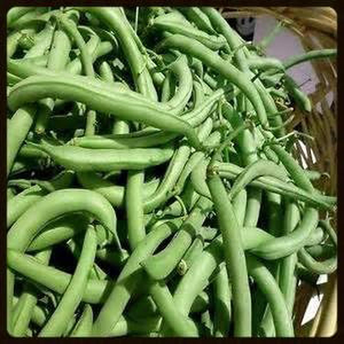 Green Bean Vegetable Seeds for Planting Heirloom & Non-GMO Garden Seeds
