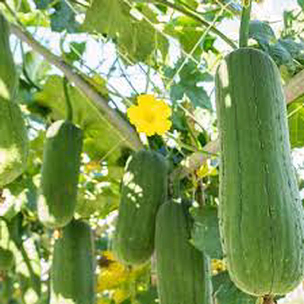 Green Brown Luffa Esmeralda Herb Seeds for Planting Heirloom, Non-GMO Culinary Essential Seeds
