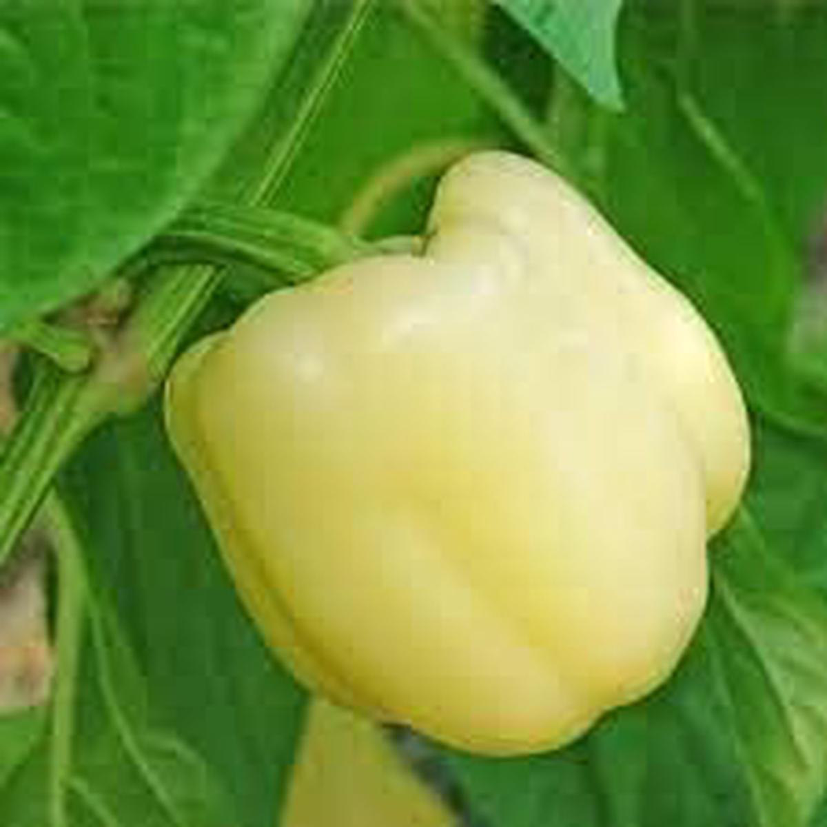 Hot Pepper Vegetable Seeds for Planting Heirloom & Non-GMO Garden Seeds for Spice Lovers