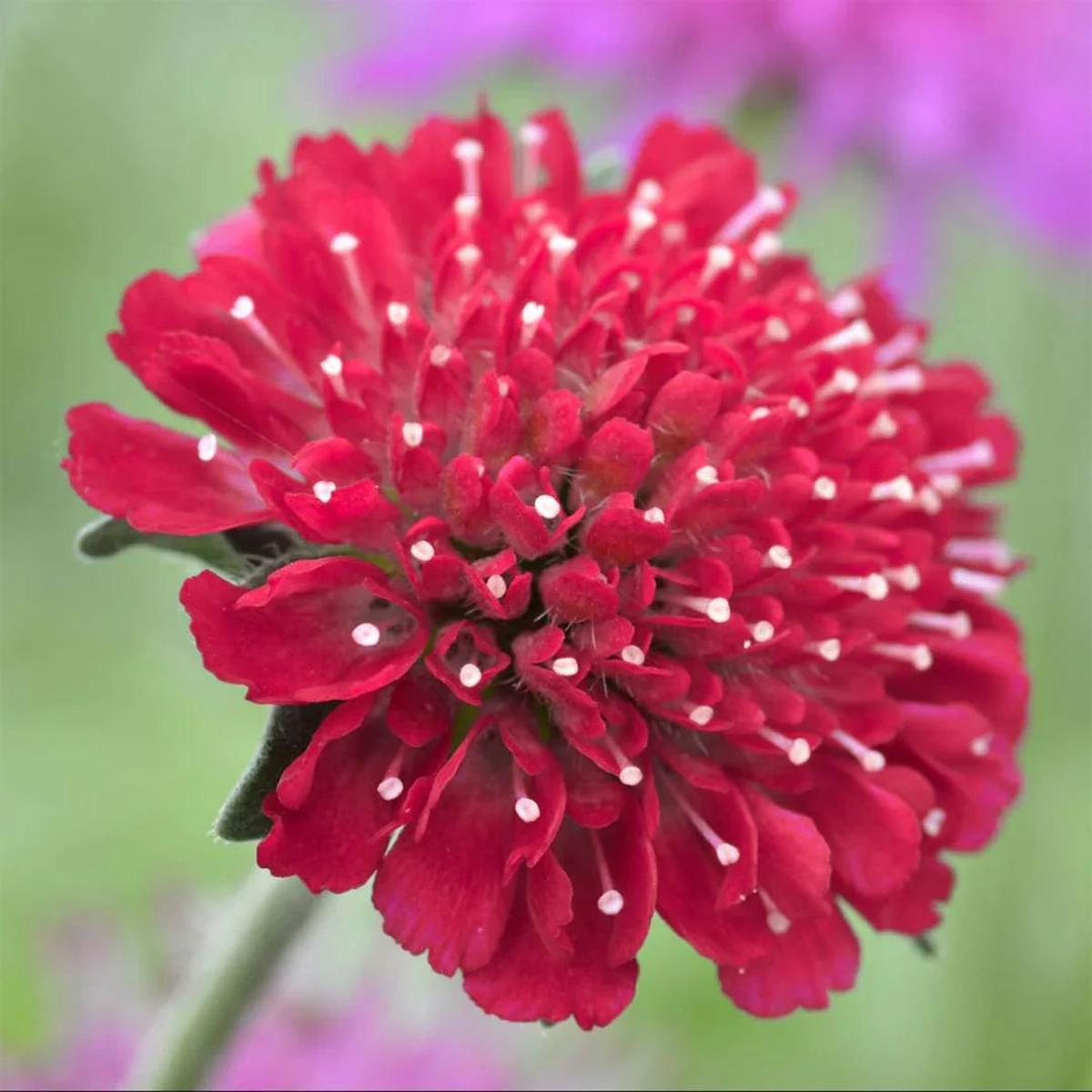 Macedonica Red Flower Seeds for Planting Heirloom, Non-GMO, High Germination Organic Garden Seeds