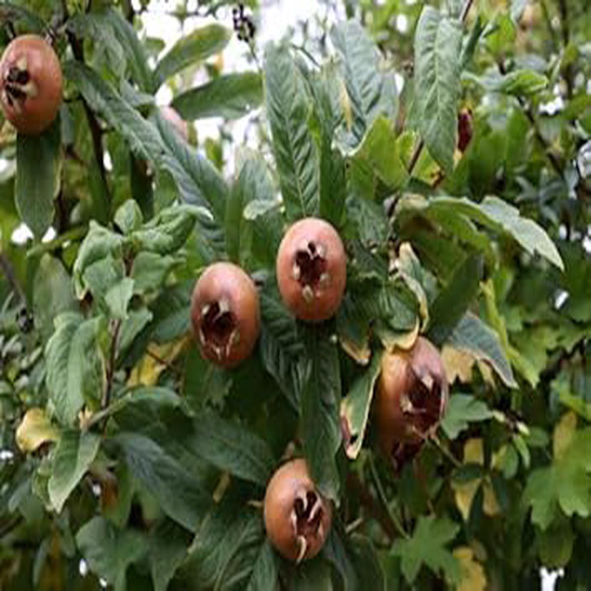 Mespilus Germanica Fruit Seeds for Planting Heirloom, Non-GMO, Hardy Tart Fruit Tree Seeds