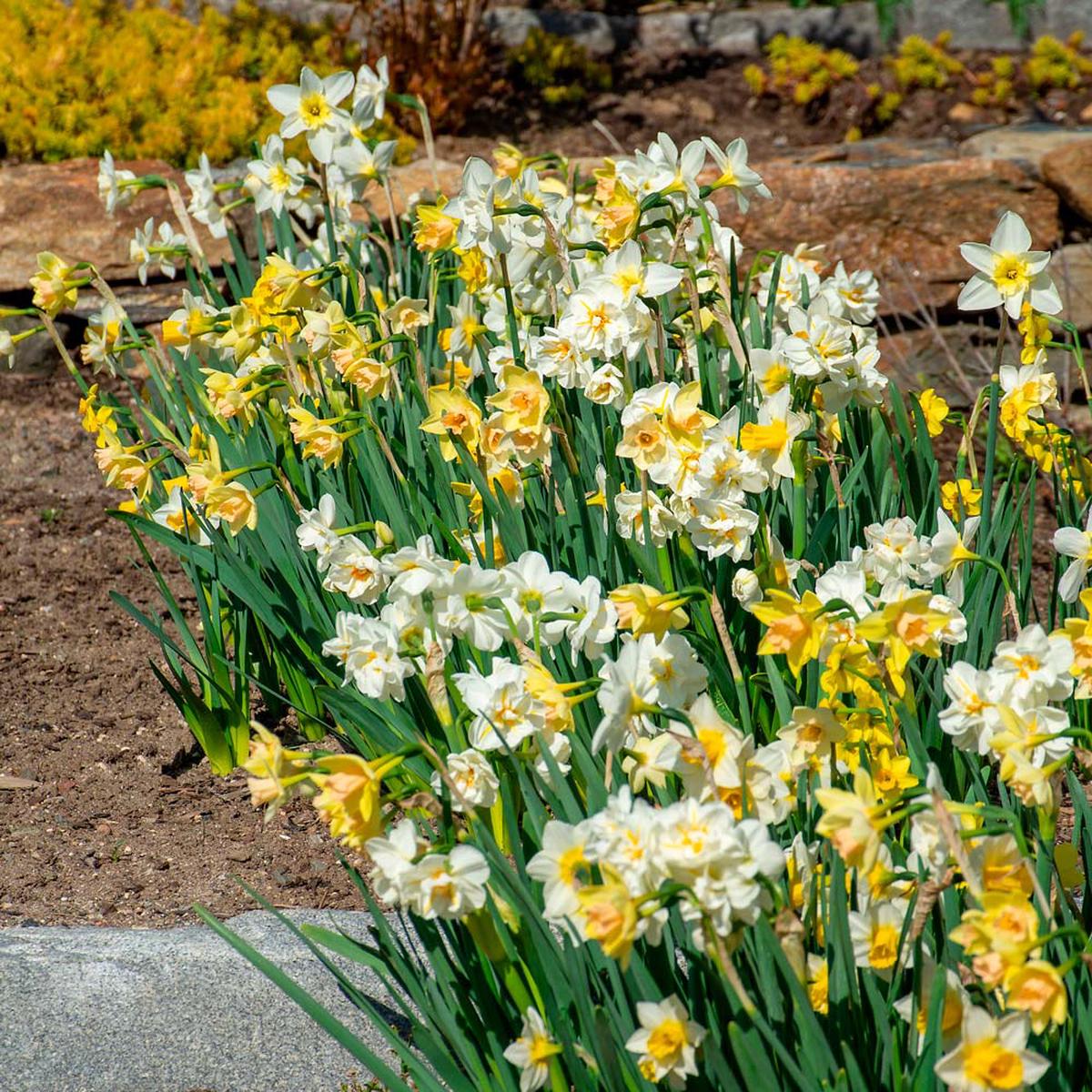 Mixed Double Petals Narcissus Flower Seeds for Planting Heirloom, Non-GMO, High Germination Seeds