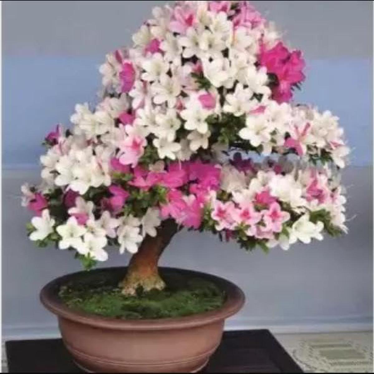 Mixed Simsii Bonsai Flower Seeds for Planting Heirloom, Non-GMO, Sun Loving, High Germination