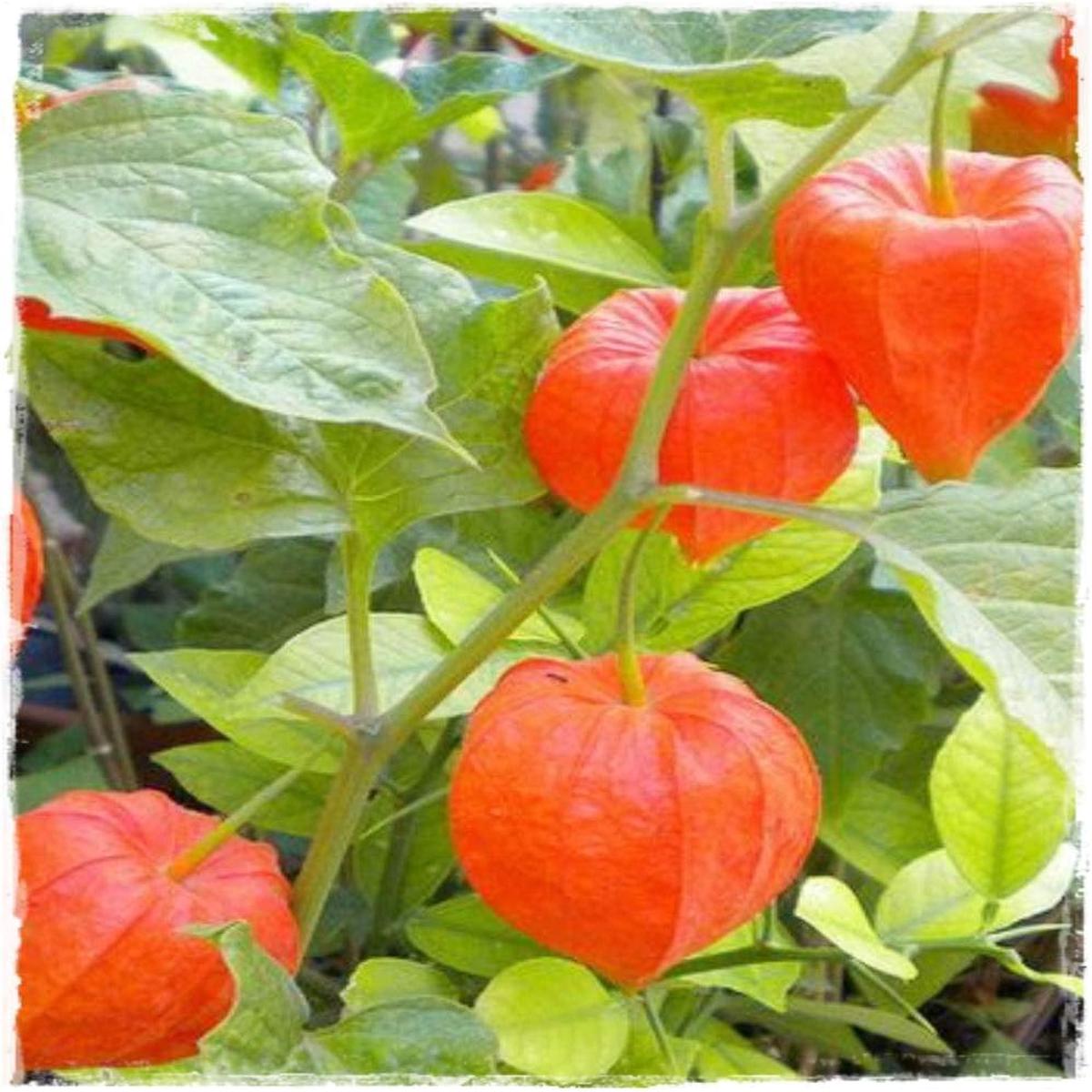 Physalis Red Fruit Seeds for Planting Heirloom & Non-GMO Garden Seeds 100 pcs