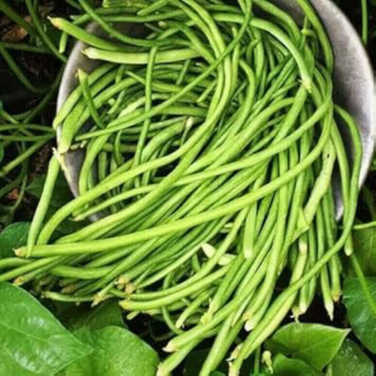 Pole Bean Seeds for Planting Heirloom, Non-GMO, High Yield Climbing Organic Garden Seeds Vertical Garden Favorite