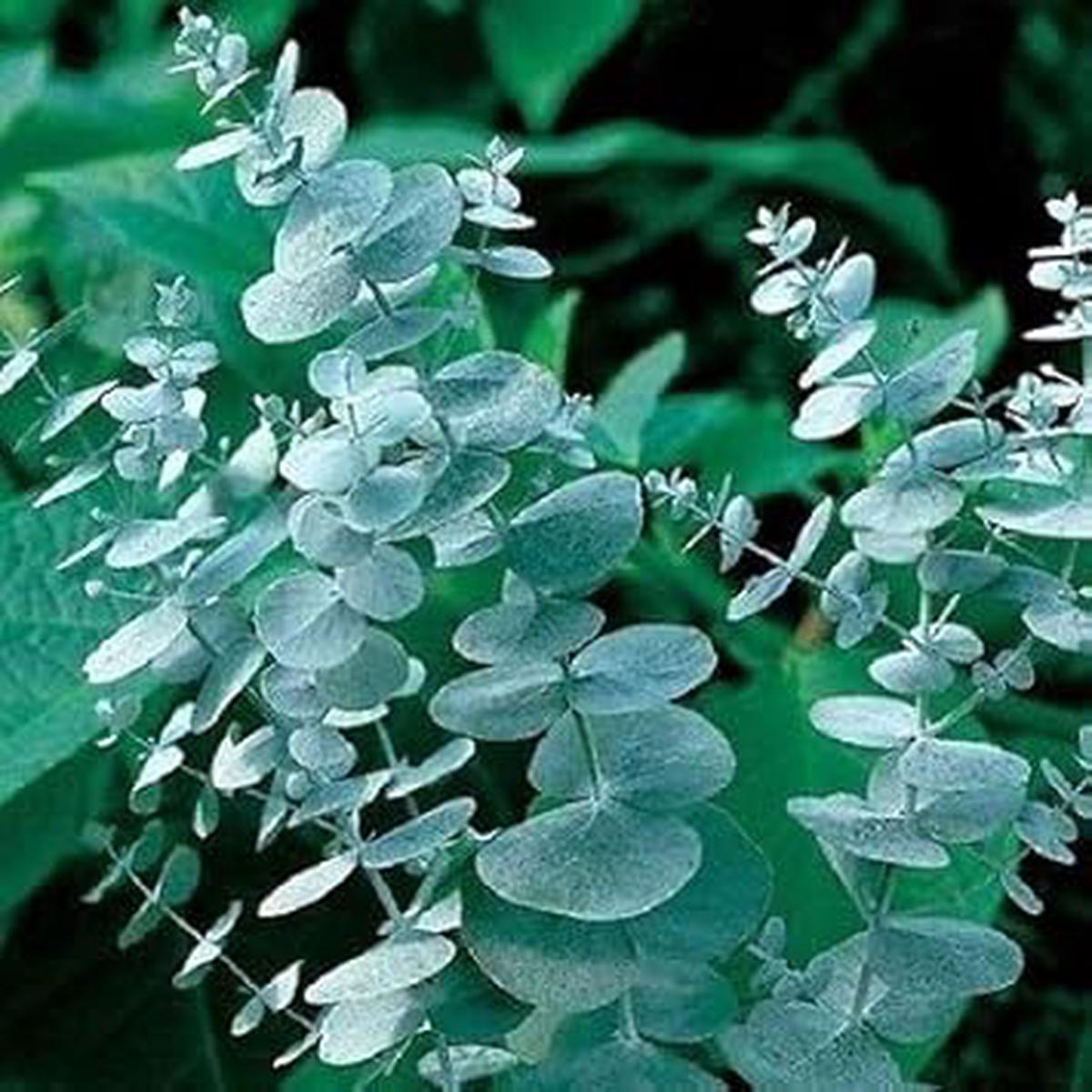 Sea Green Eucalyptus Herb Seeds for Planting  Heirloom, Non-GMO, Organic Garden Seeds with High Germination