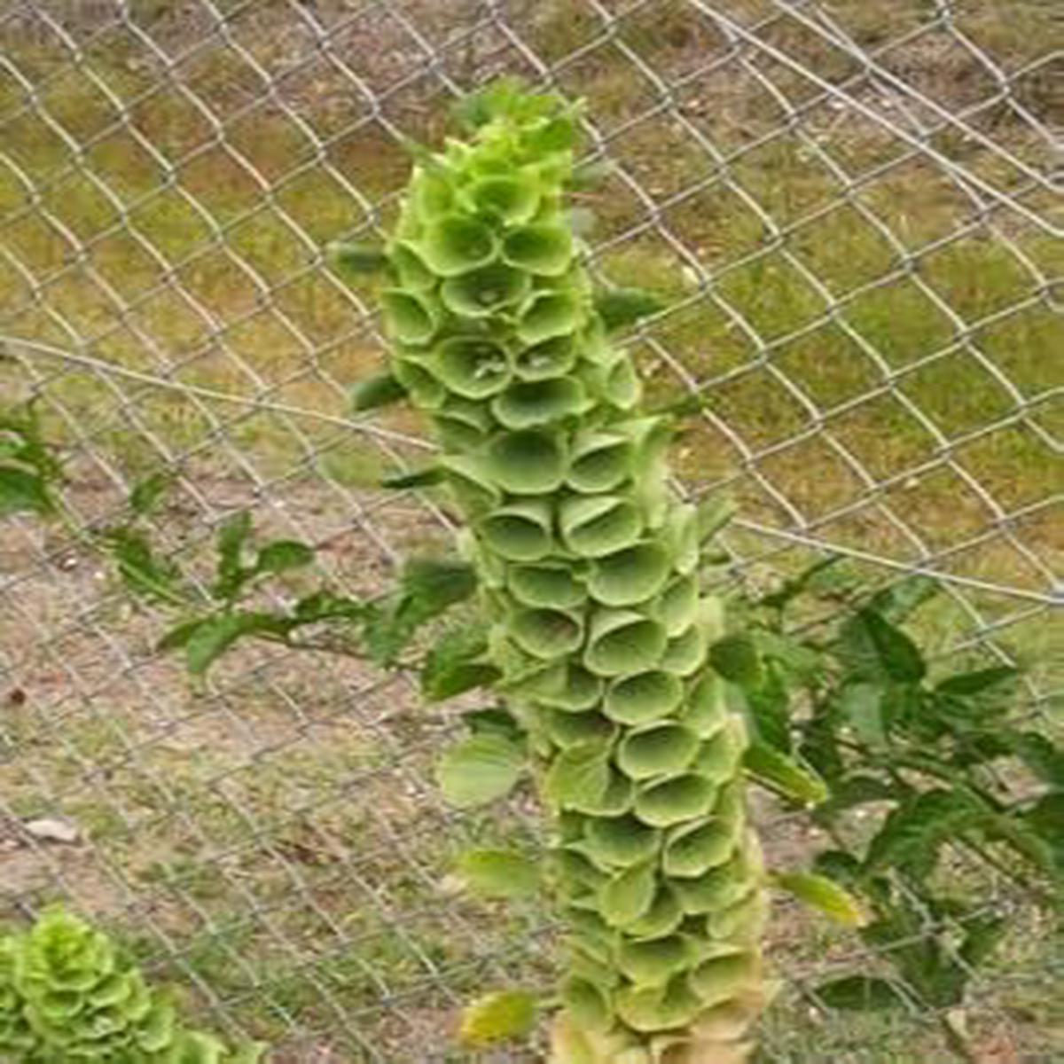 Shell Flower Seeds for Planting - Premium Quality, Heirloom, Non-GMO, High Germination Organic Garden Seeds