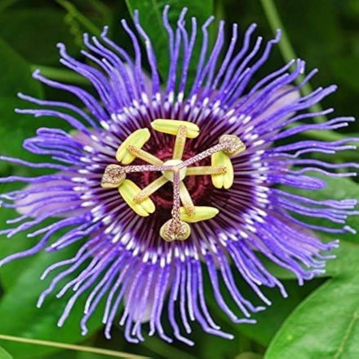 Violet Passion Flower Seeds for Planting Heirloom, Non-GMO, High Germination Organic Garden Seeds