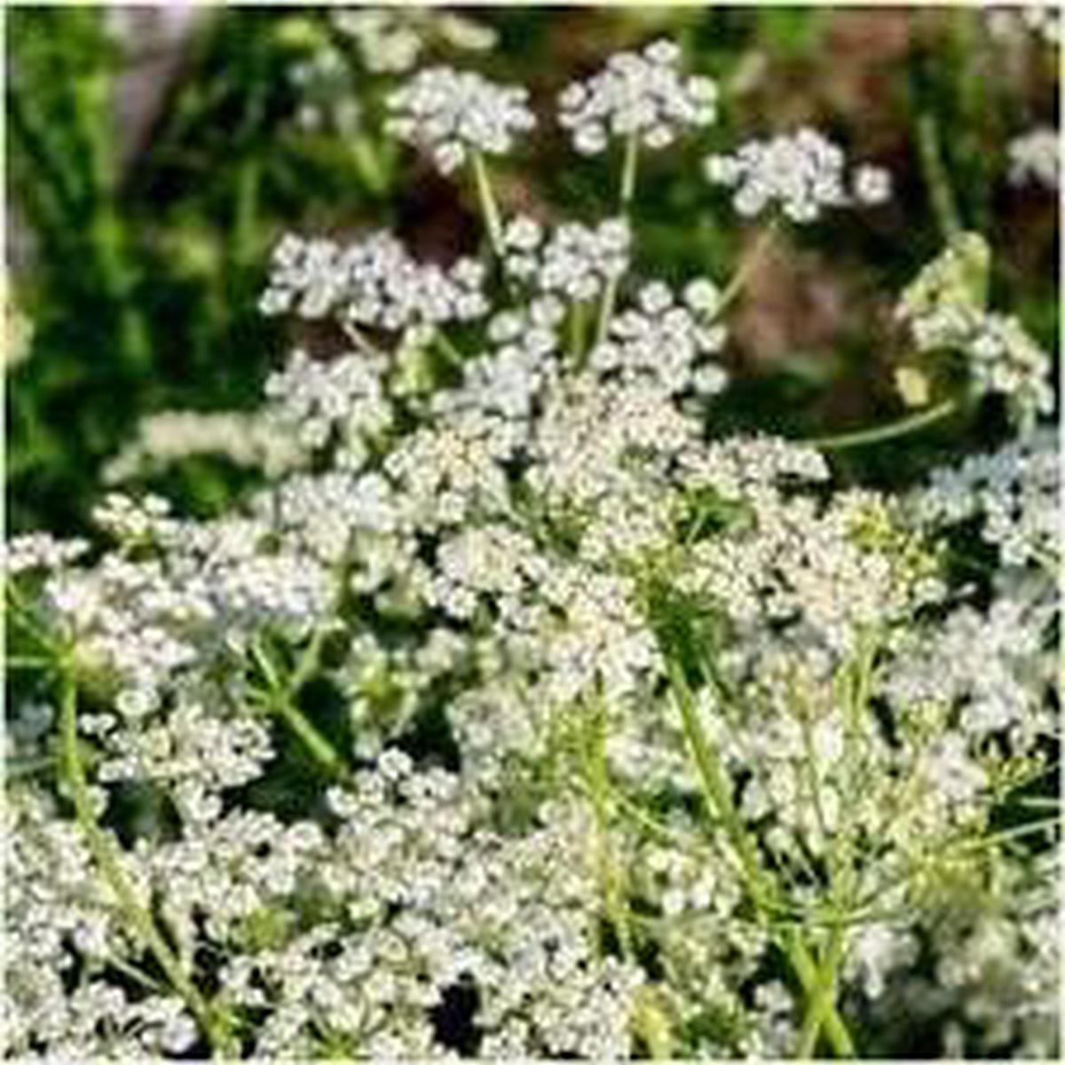 White Caraway Herb Seeds for Planting Heirloom, Non-GMO, Organic Garden Seeds with High Germination Rate