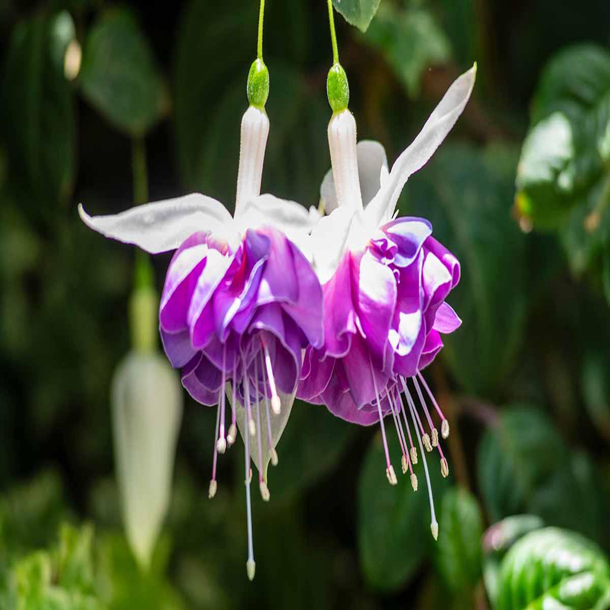 White Purple Fuchsia Hybrida Flower Seeds Garden Favorite, Heirloom & Non-GMO