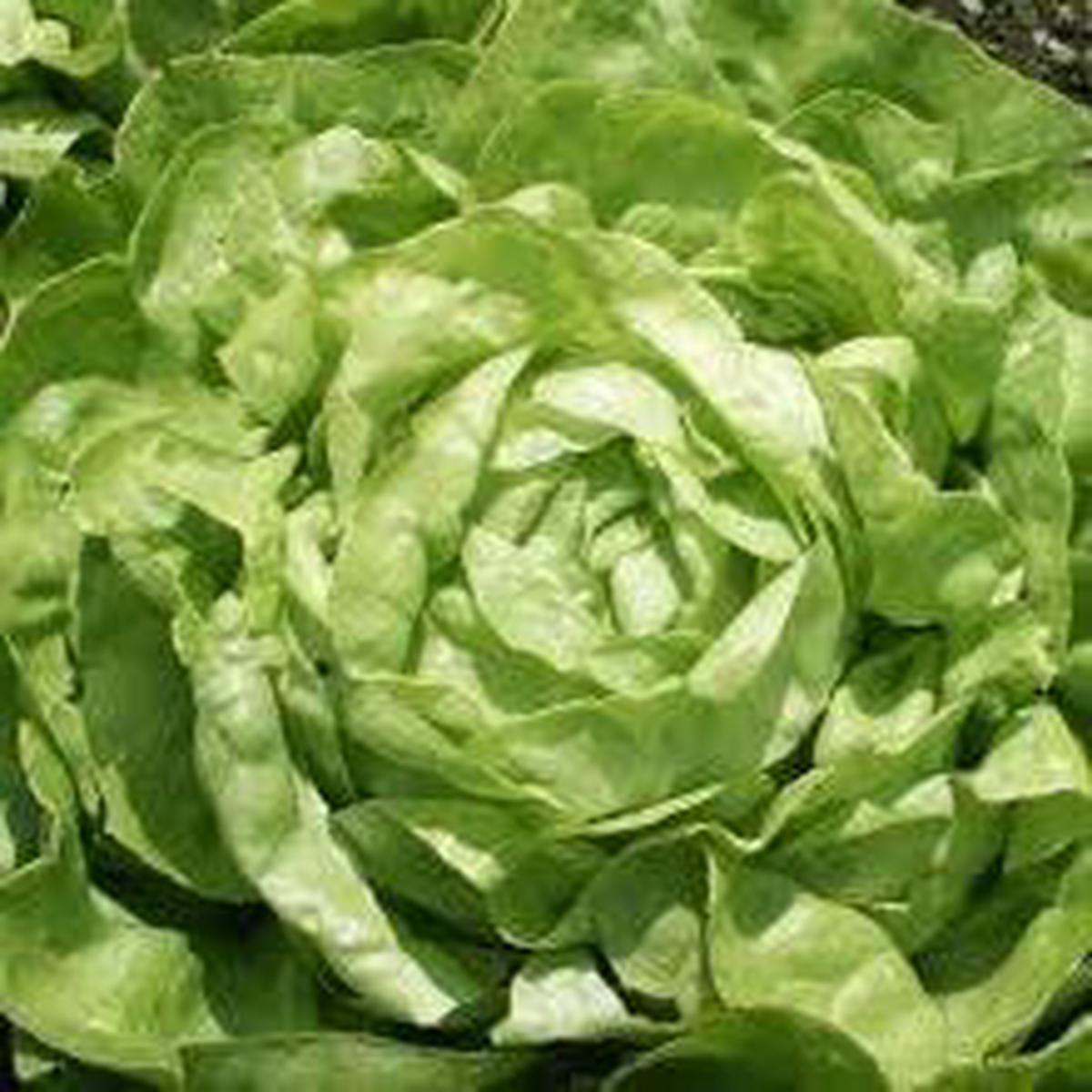 Winter Imperial Lettuce Seeds for Planting  Heirloom, Non-GMO, Cold-Hardy Organic Garden Seeds with High Germination