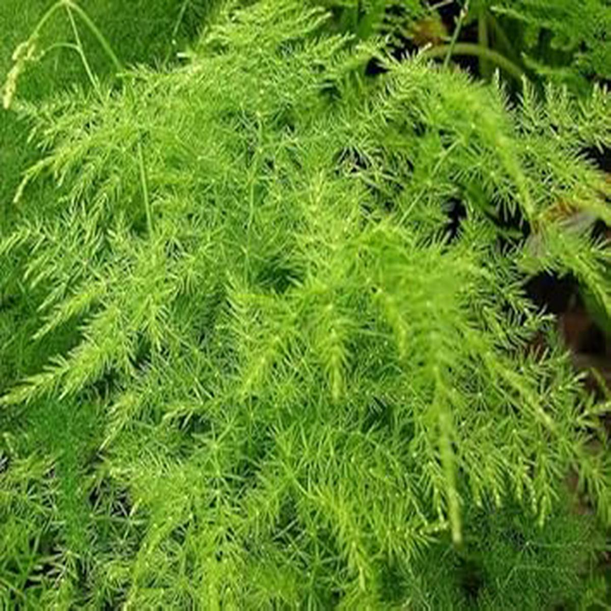 Asparagus Plumosa Seeds for planting  heirloom & Non-GMO seeds, 100 pcs