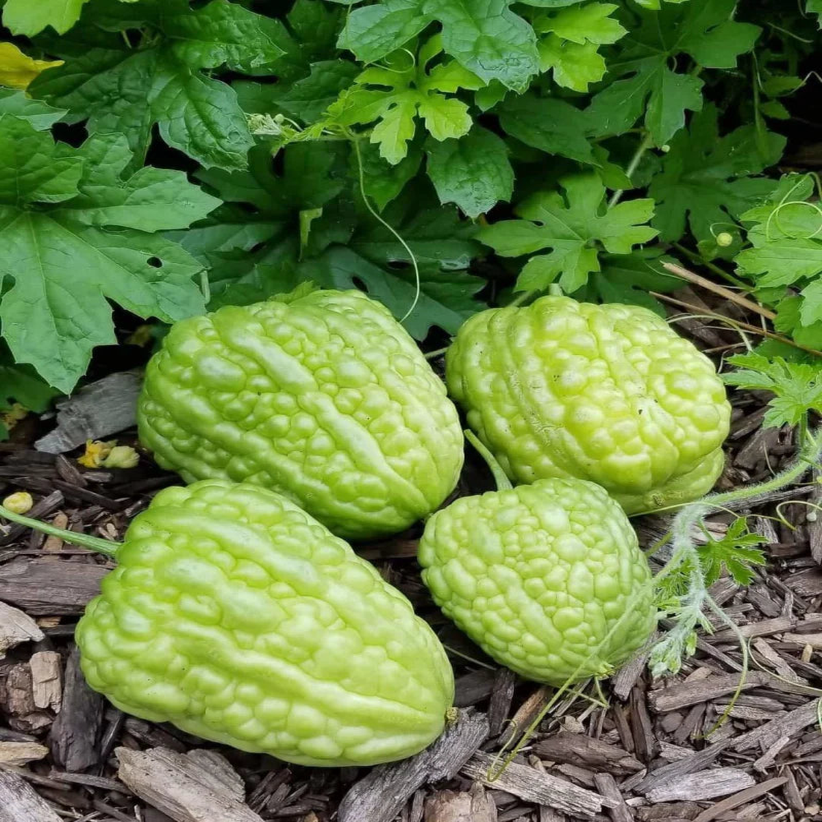 Bitter Gourd Round Green Chinese Variety flower seeds for planting - Heirloom & Non-GMO Garden Seeds