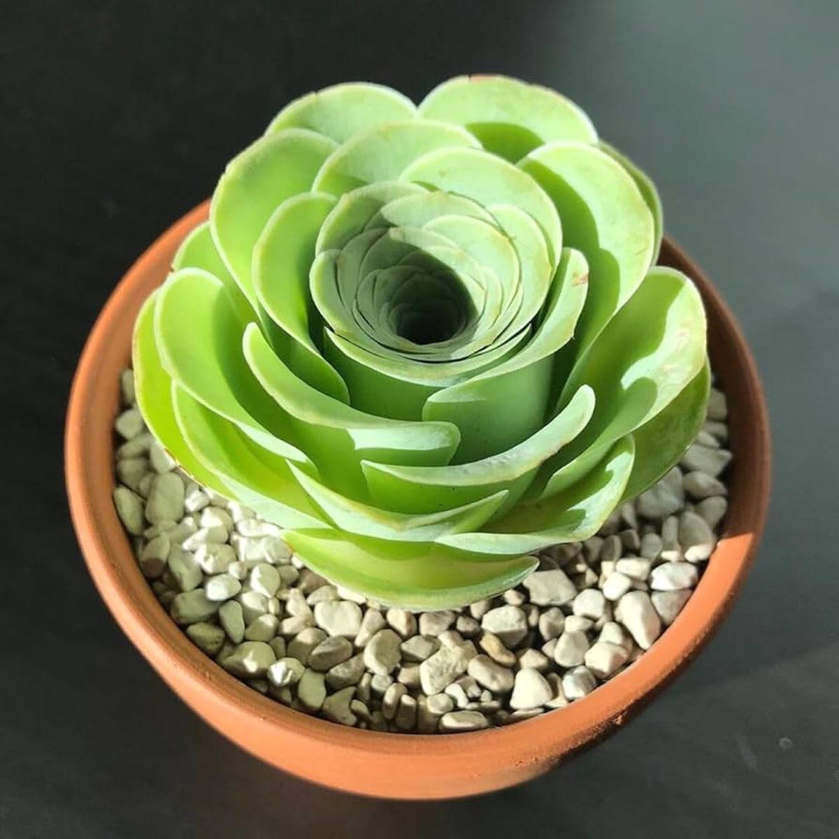 Canary Aeonium Flower Seeds for Planting Heirloom, Non-GMO, Pollinator-Friendly Seeds
