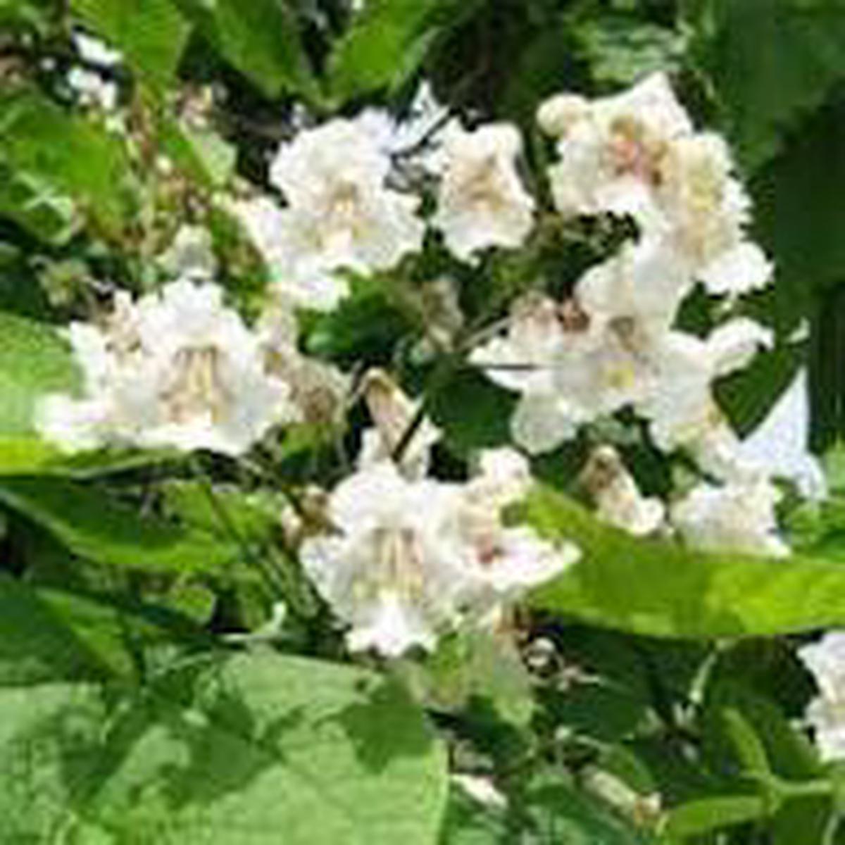Catalpa Speciosa Seeds  Northern Catalpa Tree Seeds for Planting, Fast-Growing Shade Tree