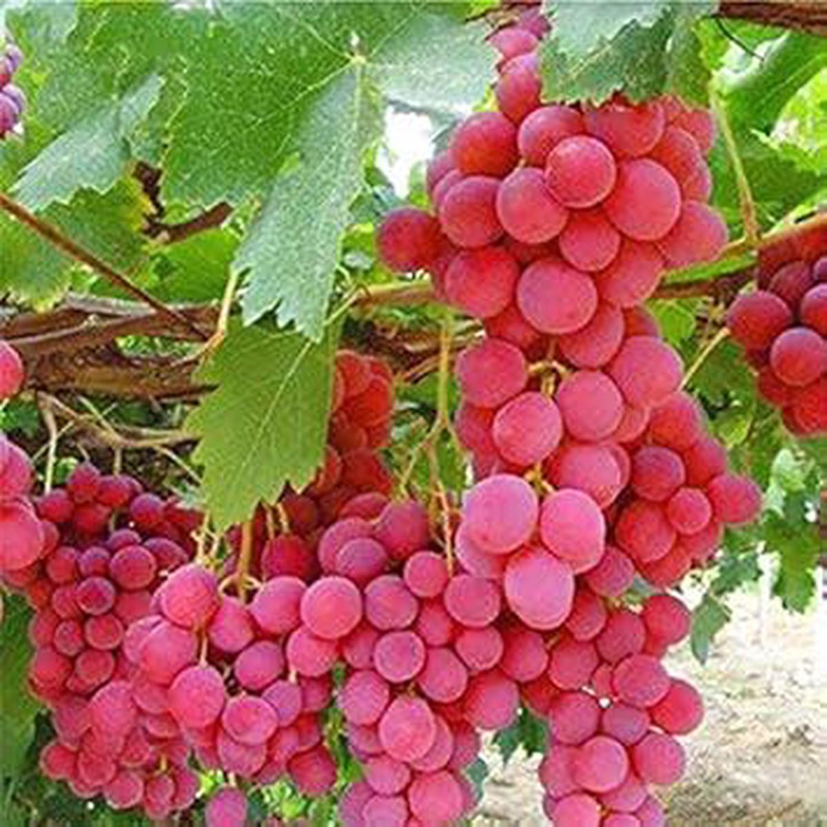 Dark Pink Grapefruit fruit seeds for planting - Heirloom & Non-GMO Garden seeds