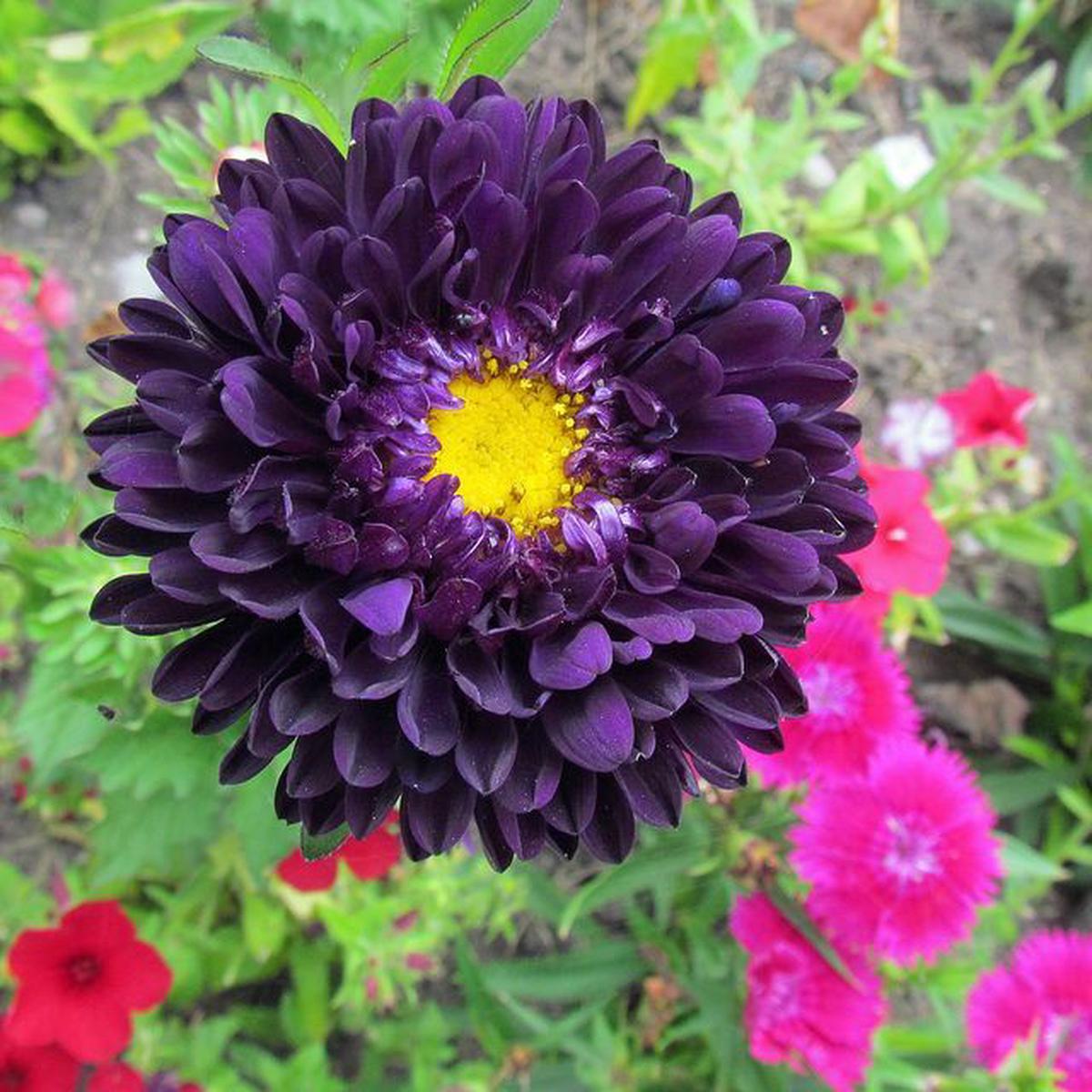 Dark Violet China Aster Flower Seeds for Planting Heirloom, Non-GMO, High Germination