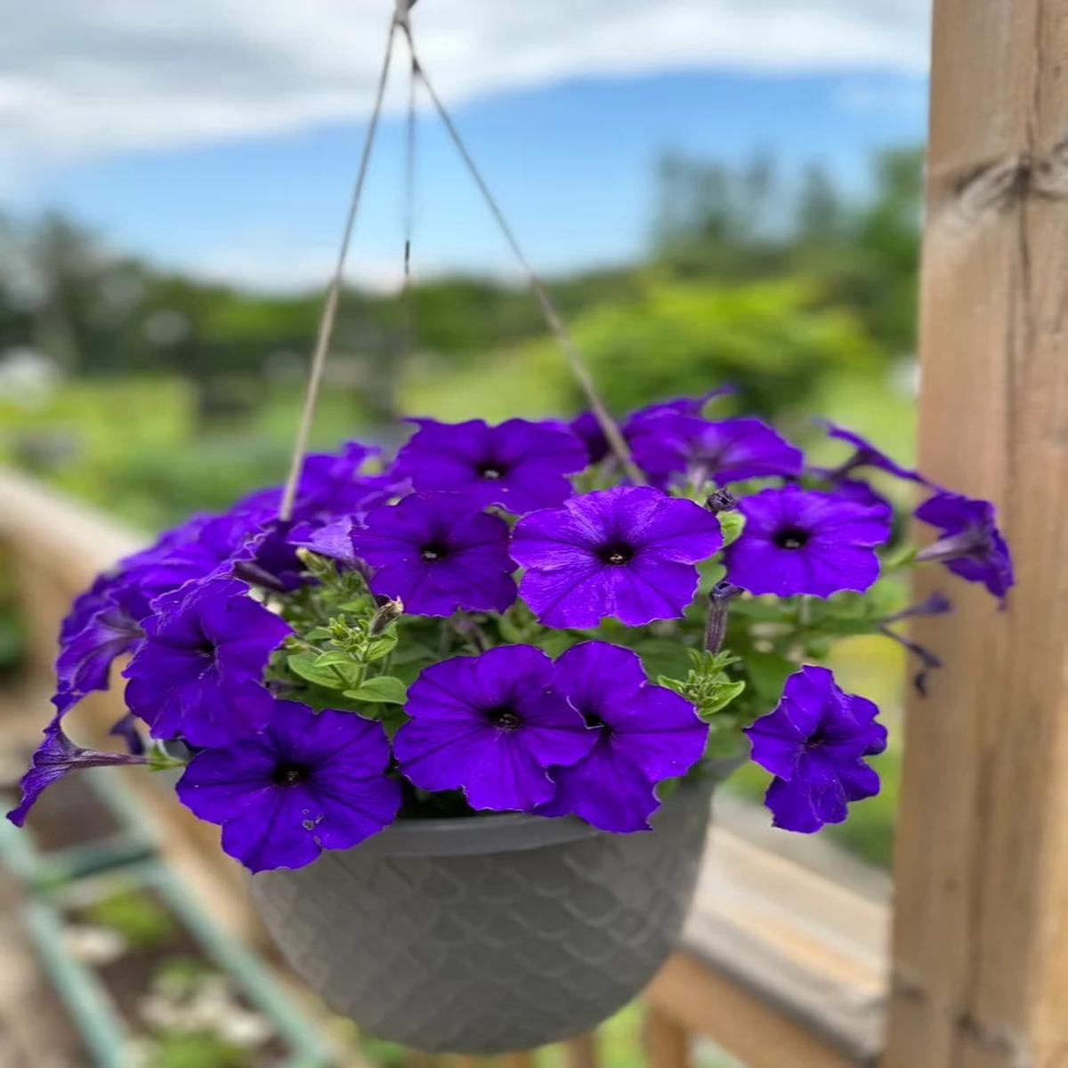 Deep Purple Petunia Flower Seeds for Planting Heirloom, Non-GMO, High Germination Garden Seeds