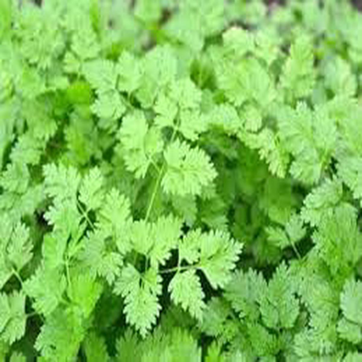 French Chervil Seeds for Planting  Heirloom, Non-GMO Culinary Herb (Anthriscus cerefolium)