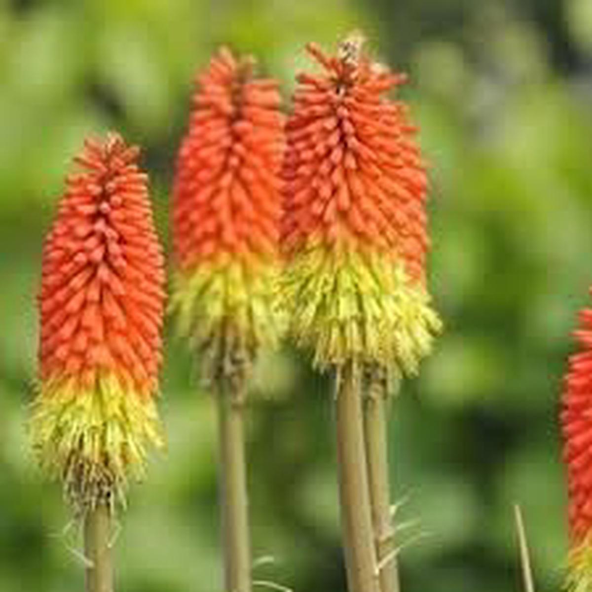 Fresh Caulescens Flower Seeds for Planting  Heirloom, Non-GMO, High Germination Organic Garden Seeds