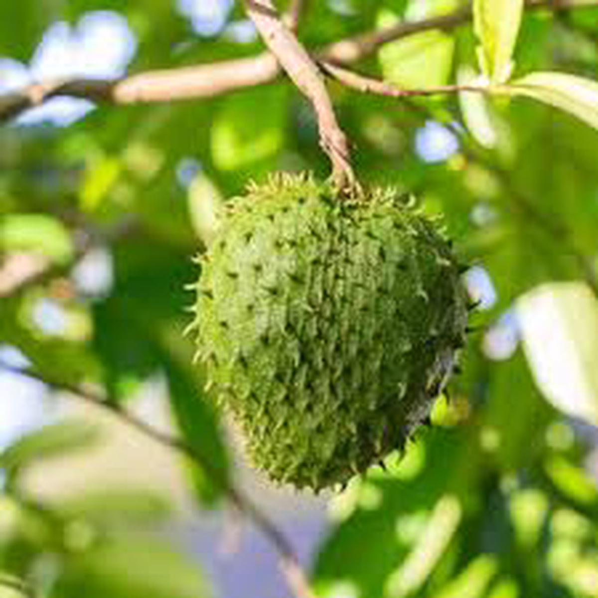 Fresh Green Soursop Fruit Seeds for Planting - Heirloom & Non-GMO Garden Seeds