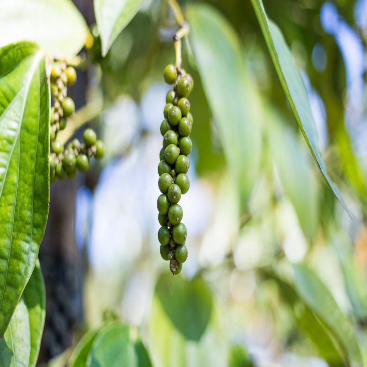Green Piper Nigrum Black Pepper Seeds for Planting Heirloom, Non-GMO, Organic Garden Seeds with High Germination