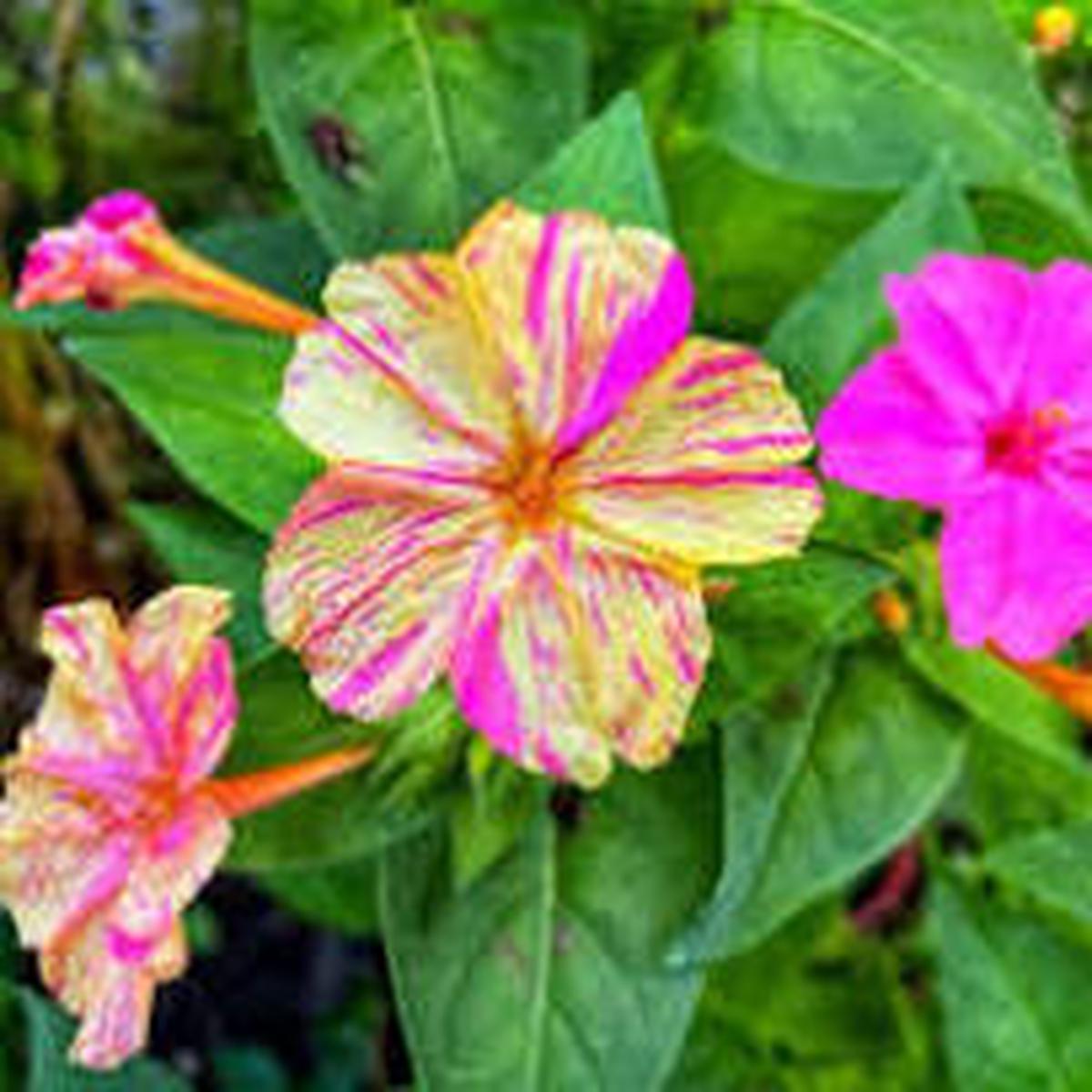 Jalapa Flower Seeds for Planting Vibrant Colors, Heirloom & Non-GMO Home Garden Seeds, 100pcs