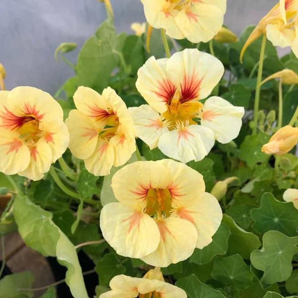 Light Peach Nasturtium Flower Seeds for Garden Heirloom, Non-GMO, Fragrant Blossoms, High Germination