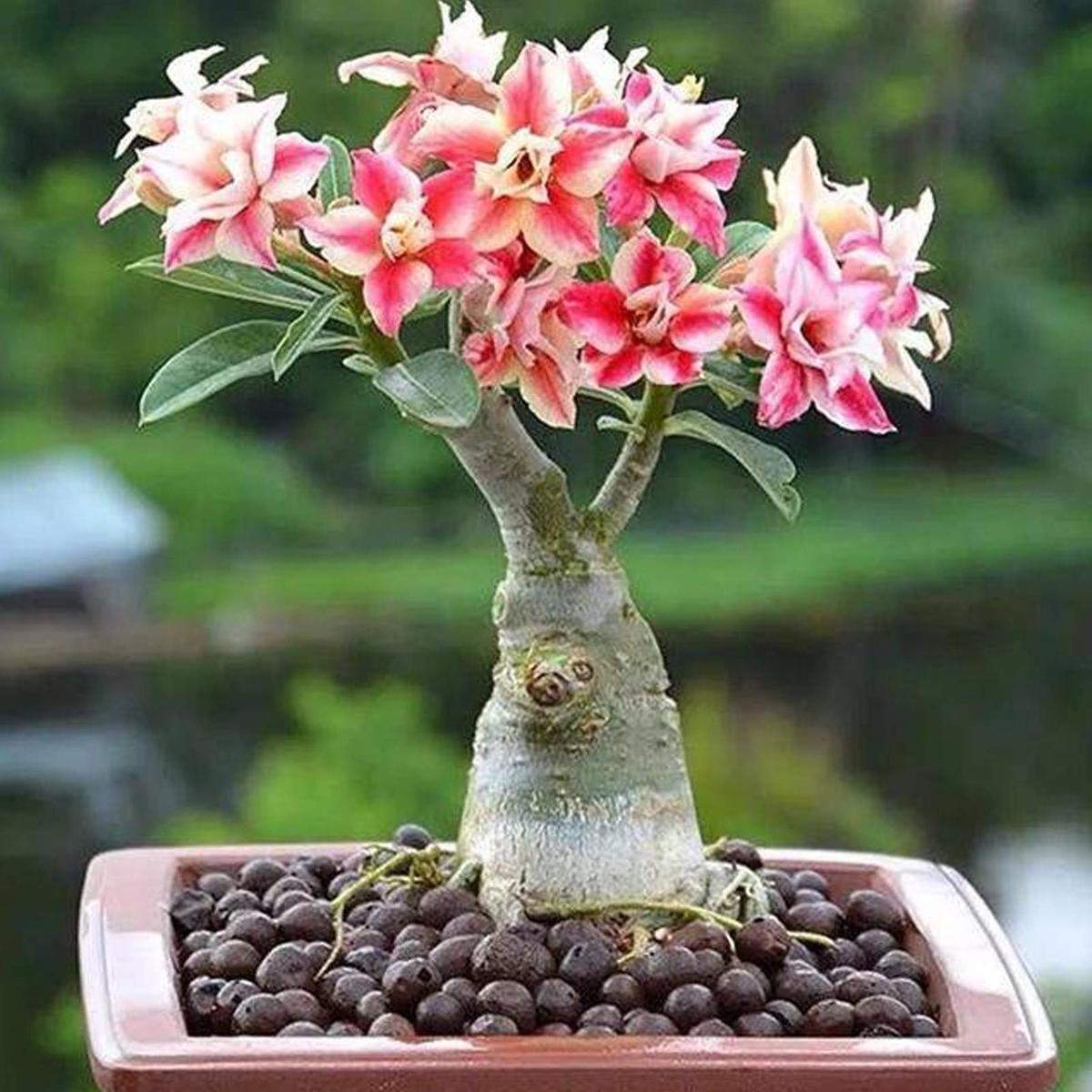 Light Pink Adenium Obesum Flower Seeds for Planting Heirloom, Non-GMO, High Germination