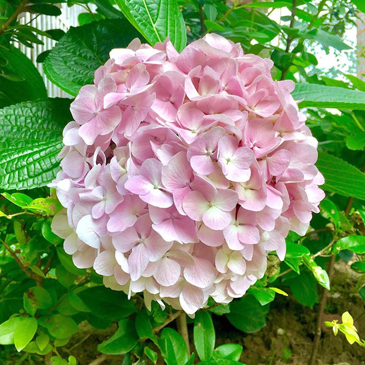 Light Pink Hydrangea Flower Seeds for Planting | Heirloom Non-GMO High Germination Organic Garden Seeds