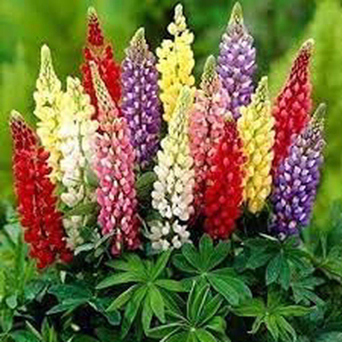 Lupine Flower Seeds for Planting | Shade Tolerant | Heirloom Non-GMO High Germination Seeds