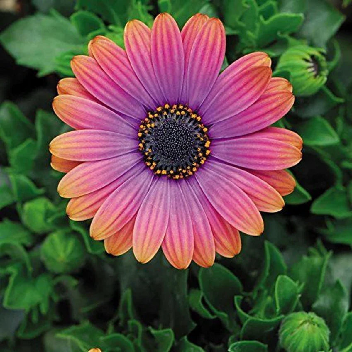 Orange & Blue William Osteospermum Flower Seeds for Planting Heirloom, Non-GMO, Bright Blooms