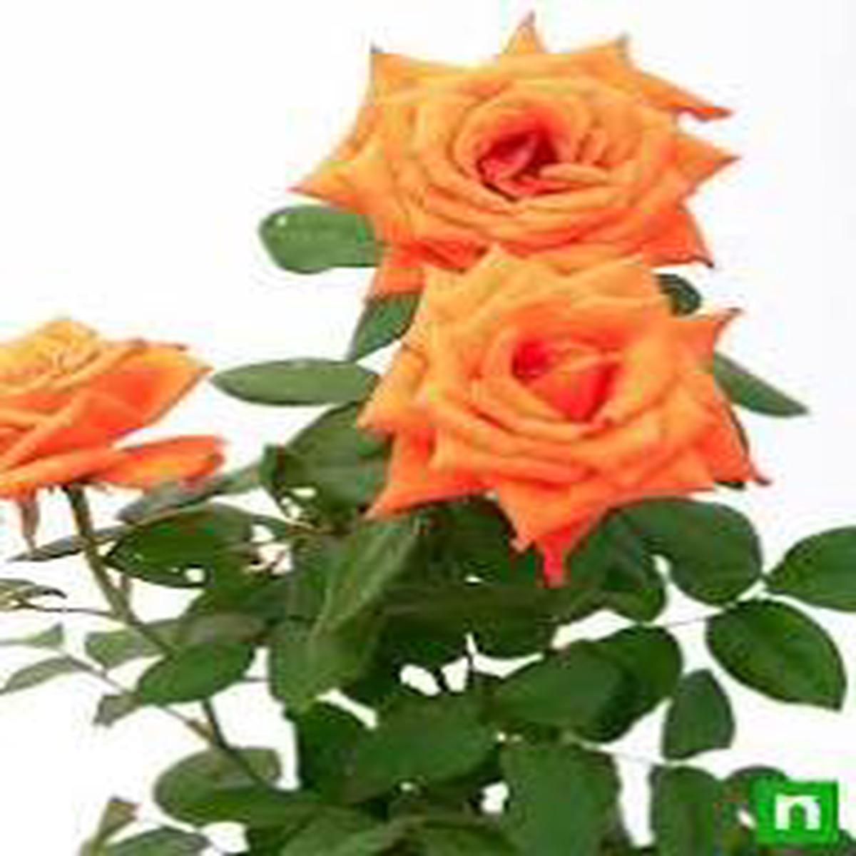 Orange White Rose Flower Seeds for Planting Heirloom, Non-GMO, Long Bloom Season, High Germination