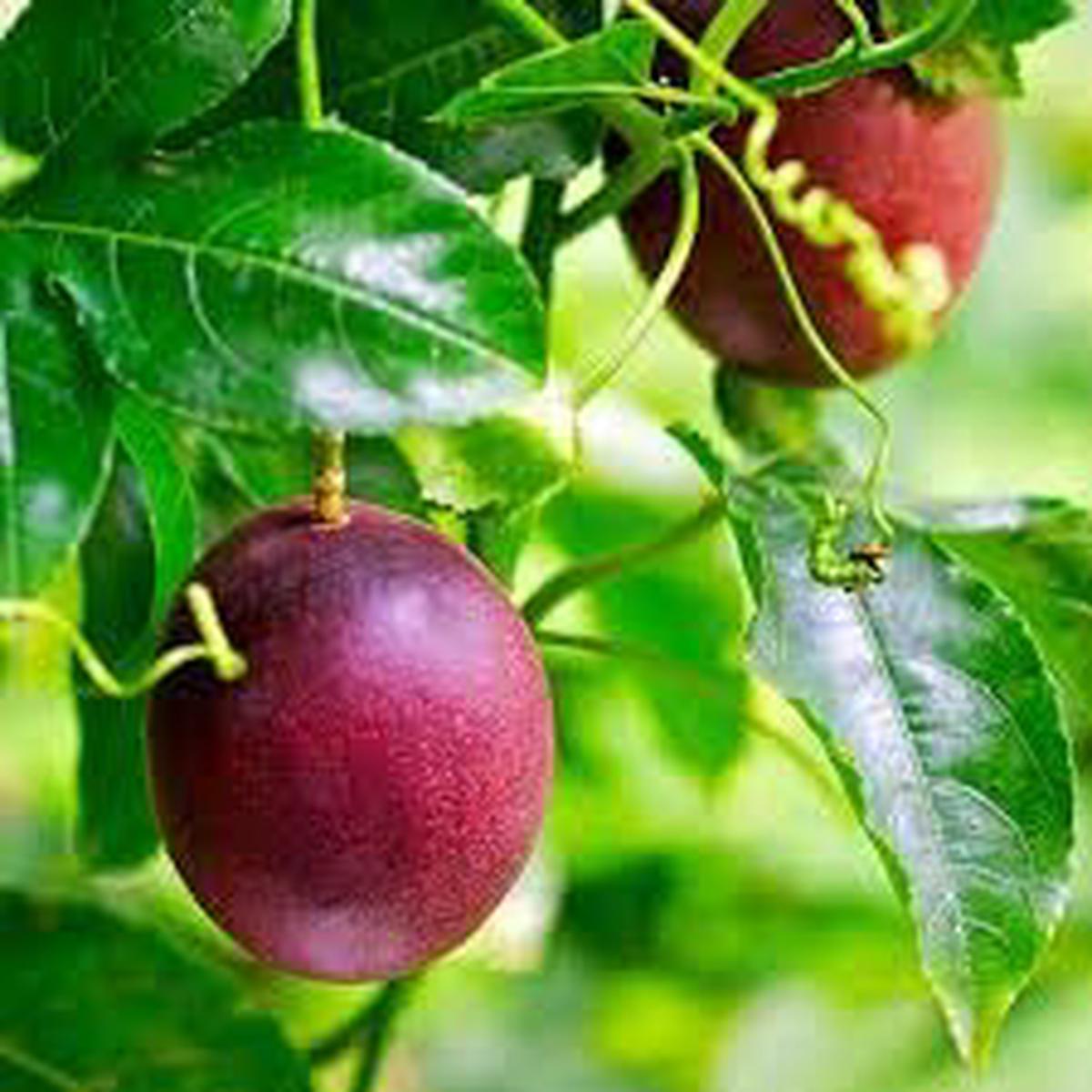 Passion fruit seeds for planting - Heirloom & Non-GMO Garden seeds