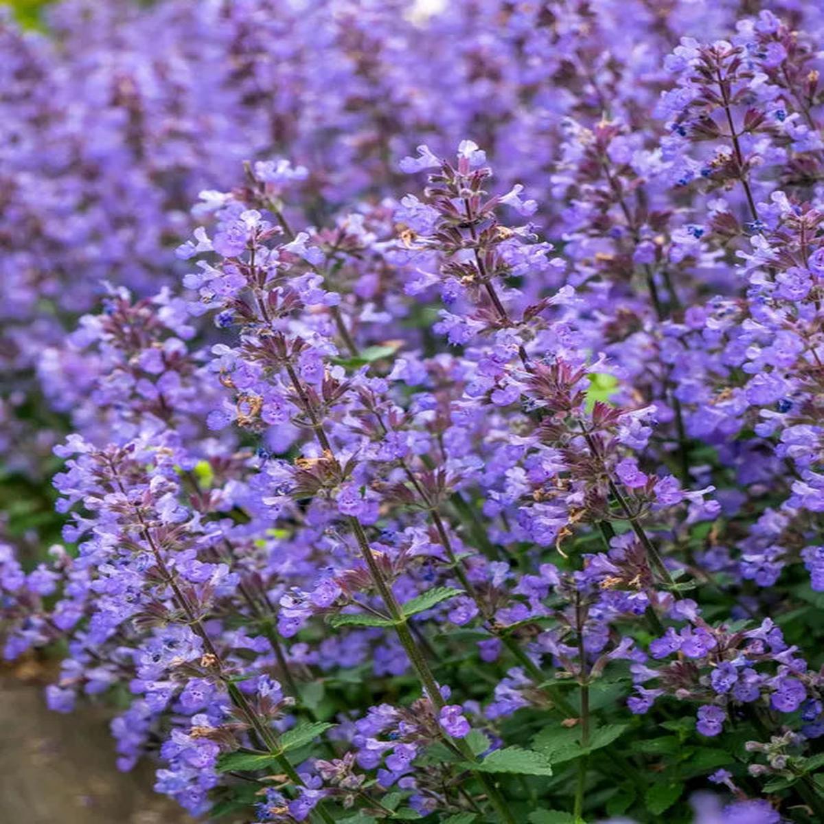 Persian Catmint Nepeta Mussinii Herb Seeds for Planting Heirloom, Non-GMO, Organic Garden Seeds with High Germination
