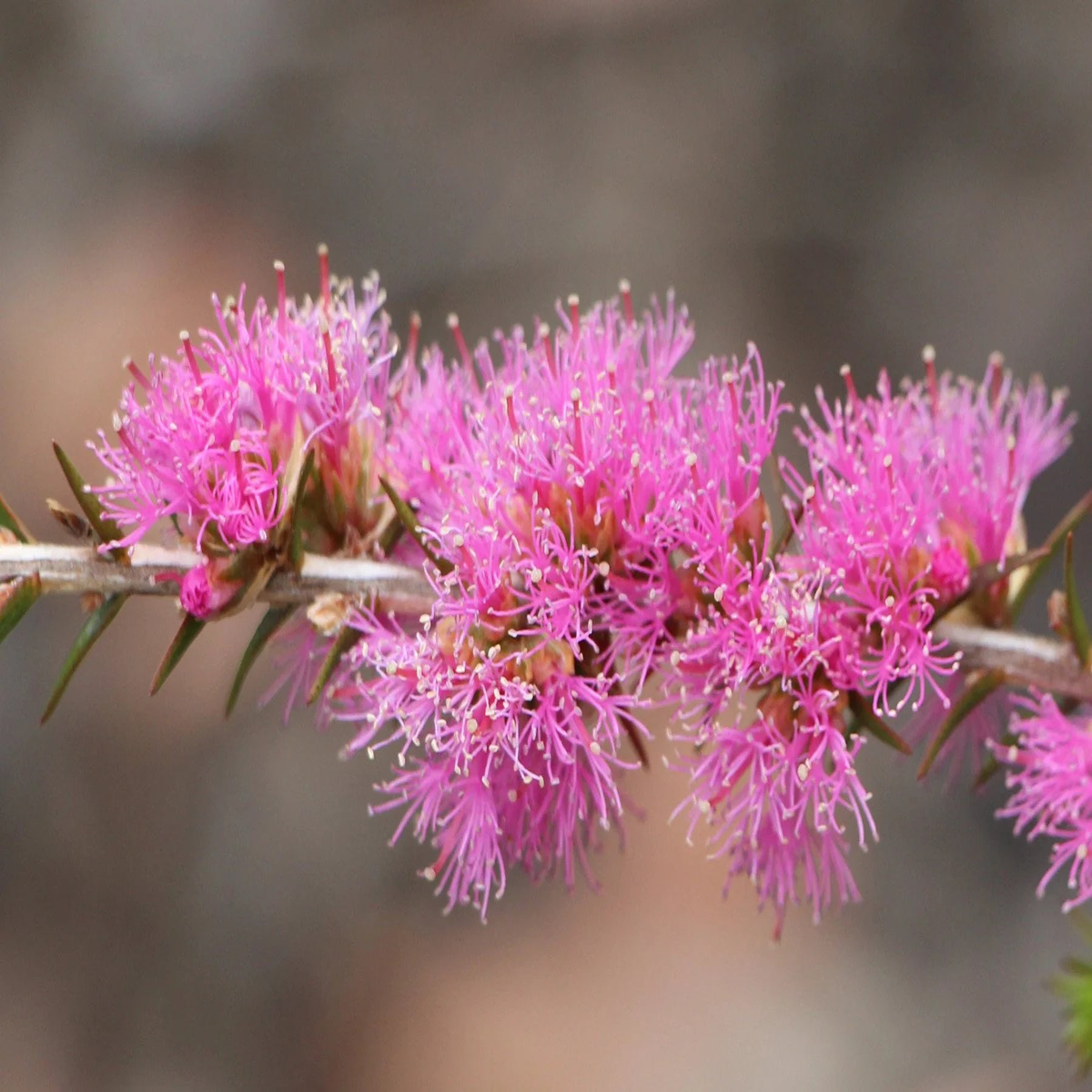 Pink Melaleuca Flower Seeds for Planting Unique Fragrant Blooms