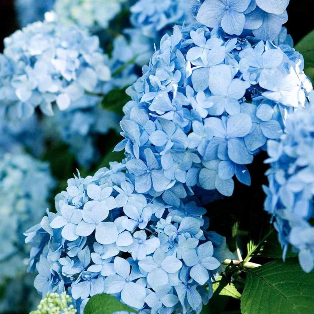 Sky Blue Hydrangea Flower Seeds for Planting Cut Flower Favorite, Heirloom & Non-GMO, High Germination