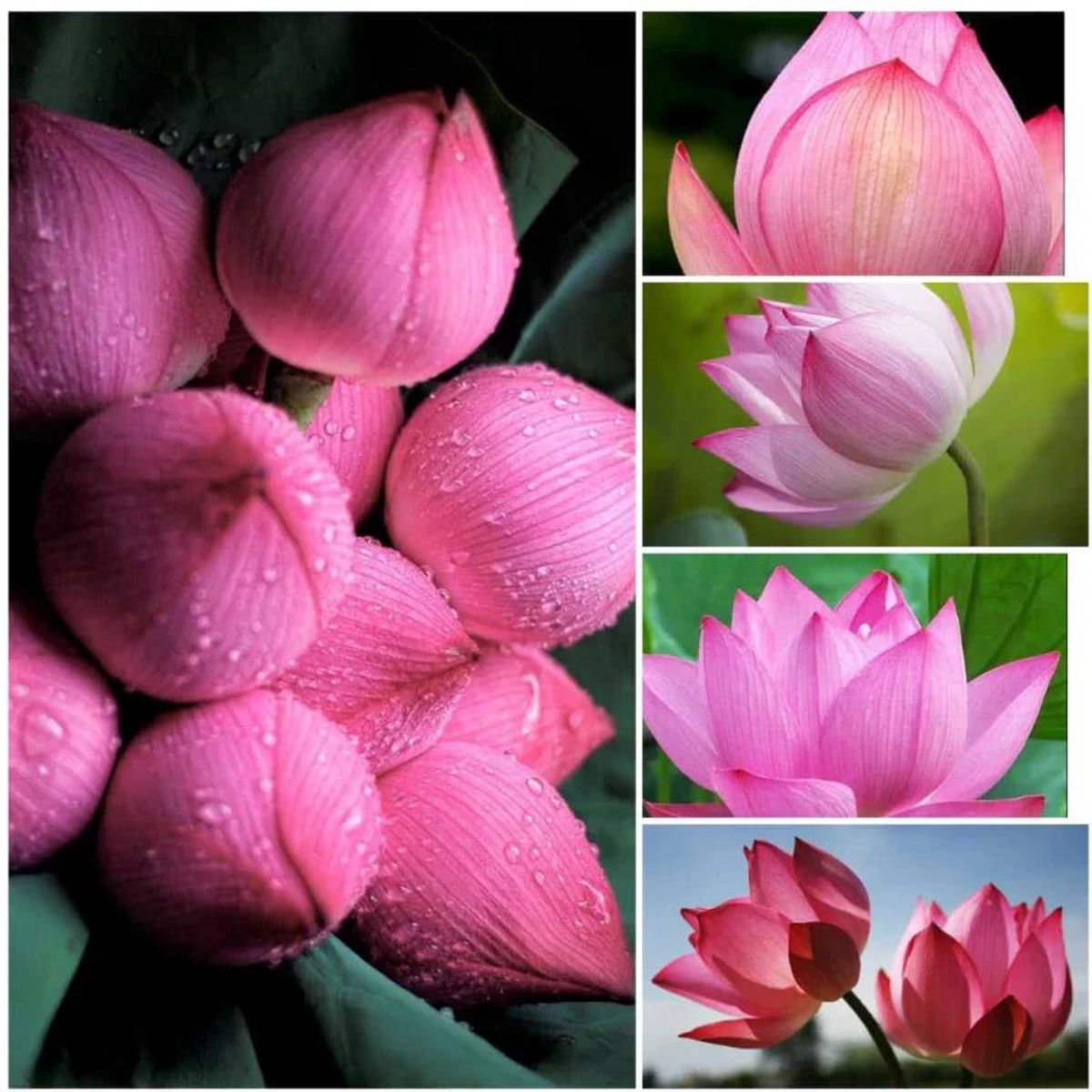 Tulip Light Pink Flower Seeds for Planting Garden Favorite Heirloom, Non-GMO, High Germination Organic Garden Seeds