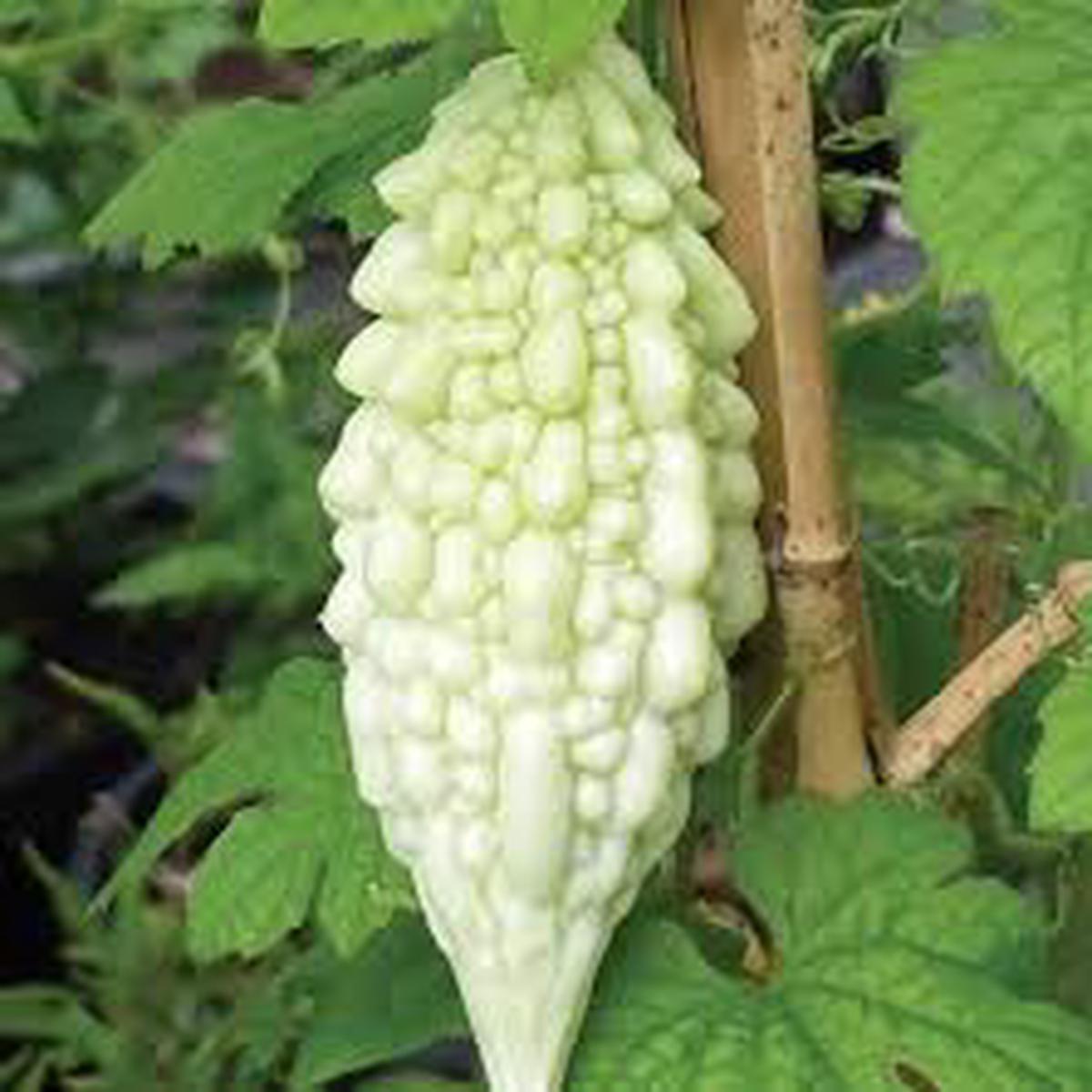 White Bitter Gourd Vegetable Seeds for Planting  Heirloom & Non-GMO Garden Seeds
