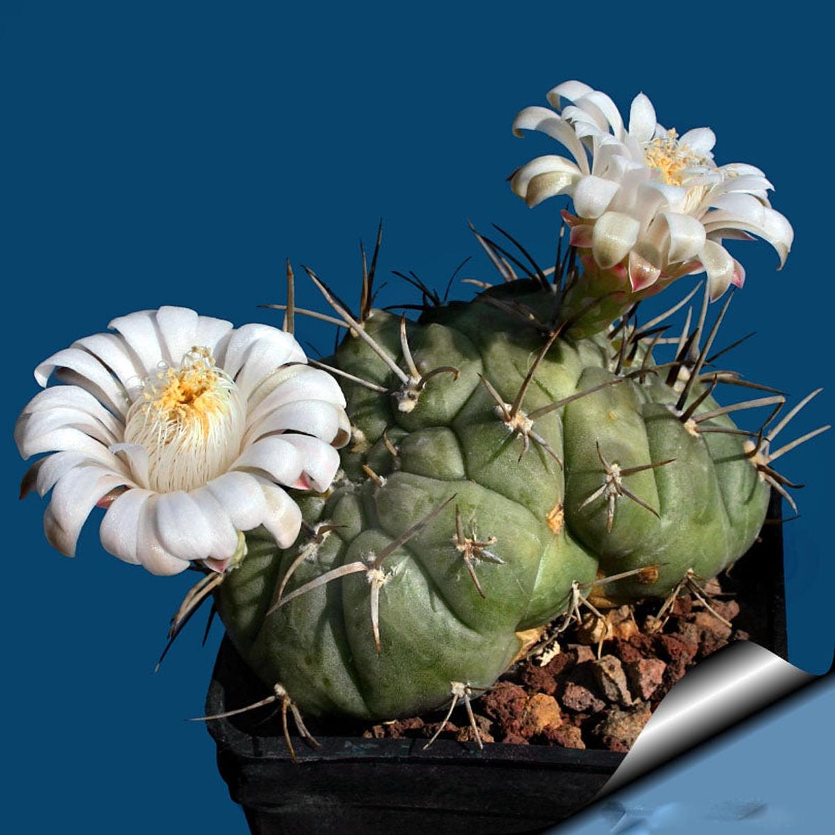 White Gymnocalycium Eurypleurum Flower Seeds for Planting Heirloom Non-GMO, High Germination Organic Garden Seeds