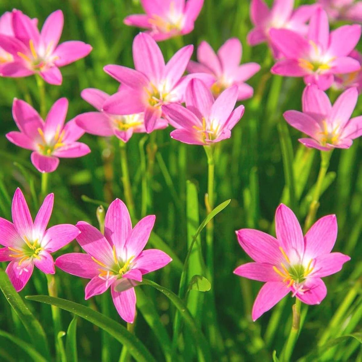 Zephyranthes Carinata Flower Seeds for Planting Heirloom, Non-GMO, High Germination Organic Garden Seeds