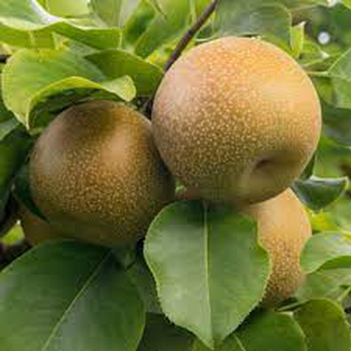 Asian Pear Seeds  Heirloom, Non-GMO Fruit Seeds for Garden Planting