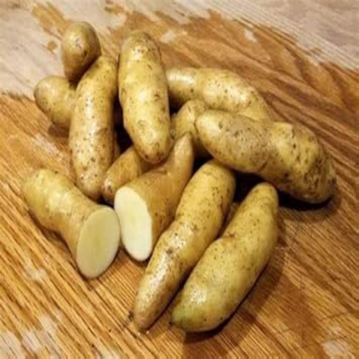 Banana Fingerling Potato Vegetable Seeds for Planting  Heirloom Non-GMO Creamy Tubers  High Germination Organic Garden Seeds