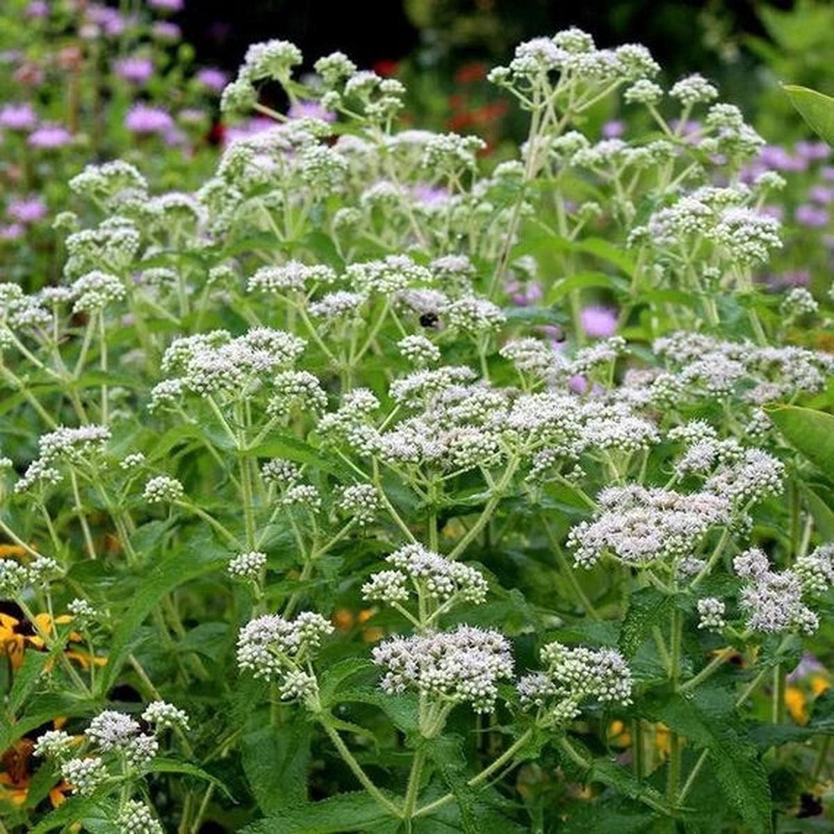 Boneset Seeds (Eupatorium perfoliatum) for Planting  Heirloom, Non-GMO Medicinal Herb for Immune Support & Moist Gardens