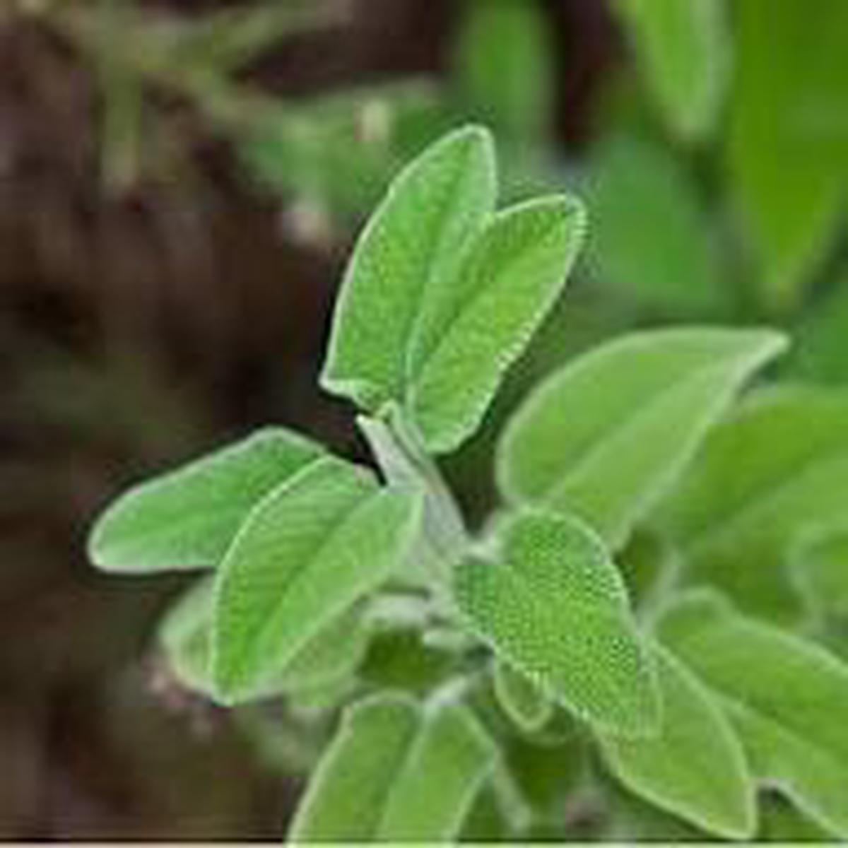 Broadleaf Sage Herb Seeds for Planting Heirloom & Non-GMO Culinary and Medicinal Perennial for Herb Gardens