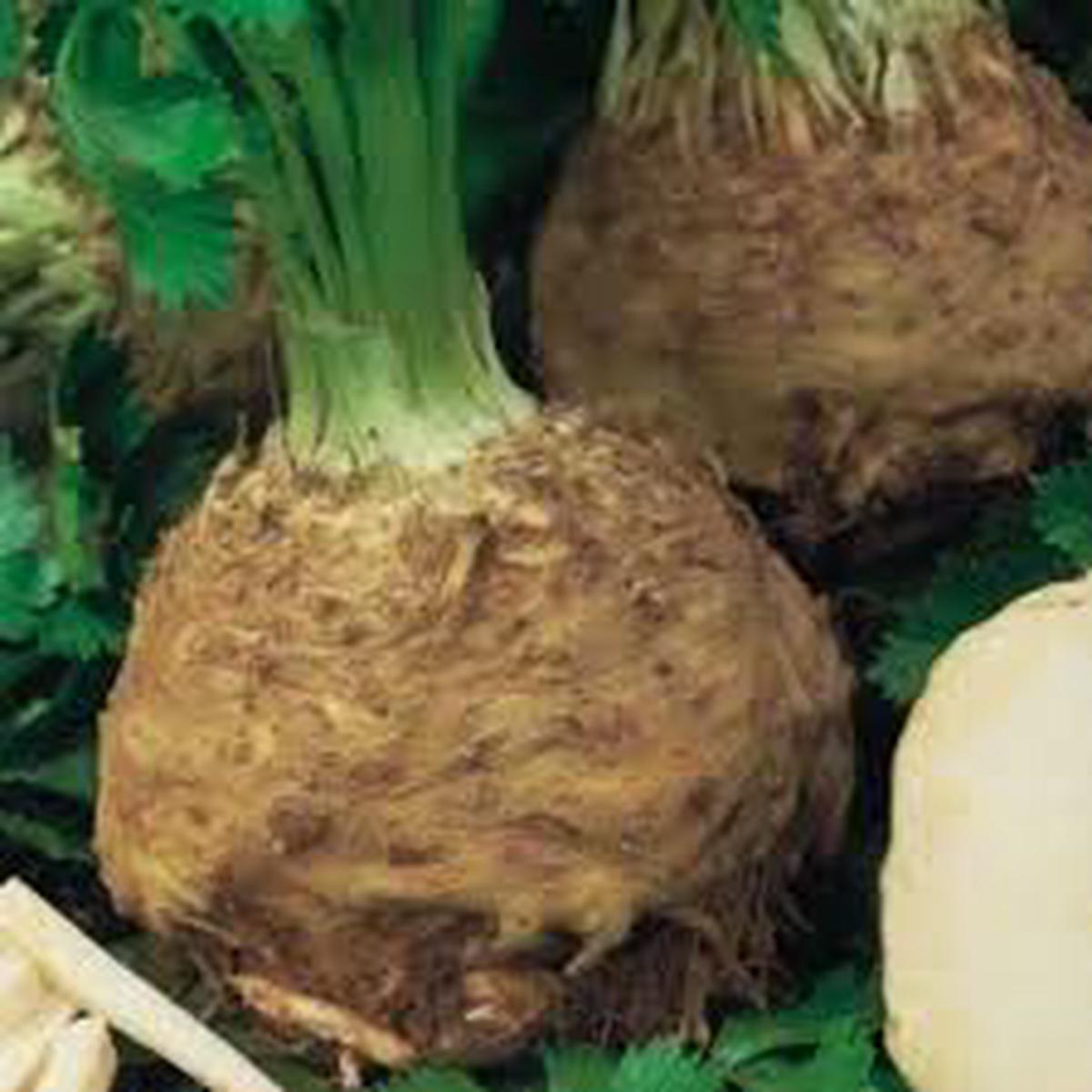 Brown Celeriac flower seeds for planting - Heirloom & Non-GMO Garden Seeds