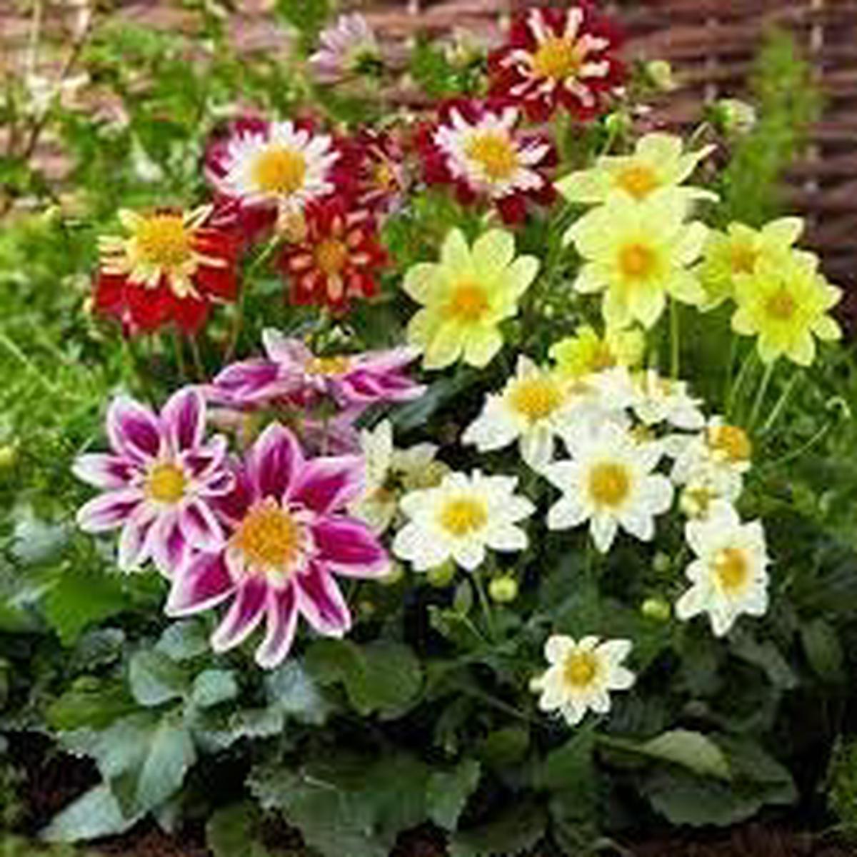 Dahlia Flower Seeds for Planting Low Maintenance, Heirloom, Non-GMO, High Germination