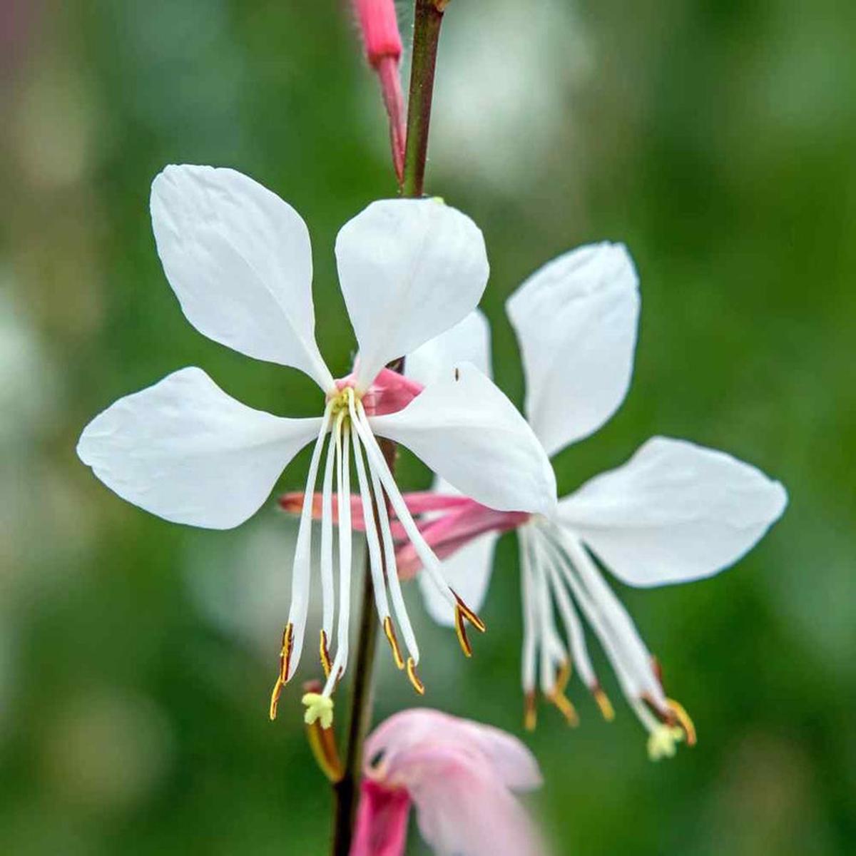 Gaura Lindheimeri Flower Seeds for Planting Compact Growth, Heirloom & Non-GMO Seeds