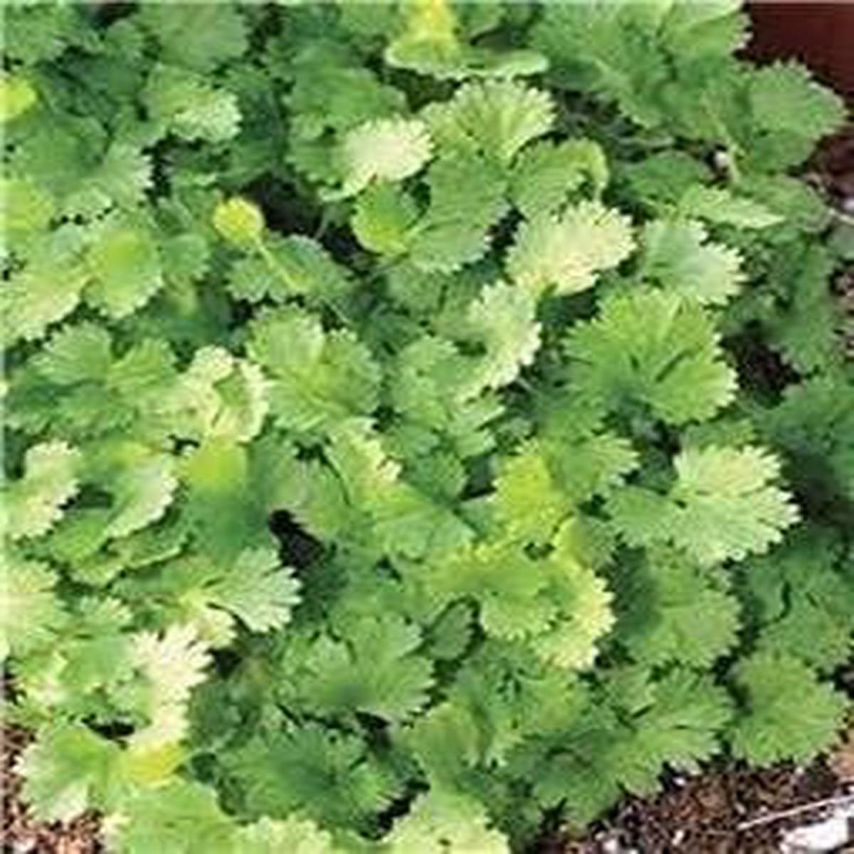 Green Cilantro Seeds for Planting heirloom & Non-GMO herbs for fresh aromatic flavor
